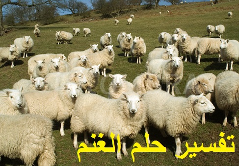 تفسير حلم الغنم ودلالته للعزباء المتزوجة الحامل المطلقة الرجل في المنام